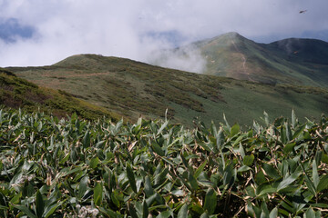 平標山　仙ノ倉山