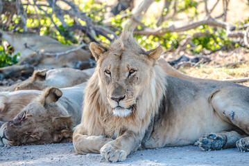 Lions in Etosha National Park in Namibia