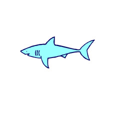 shark illustration