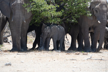 Elephants in Namibia national parks