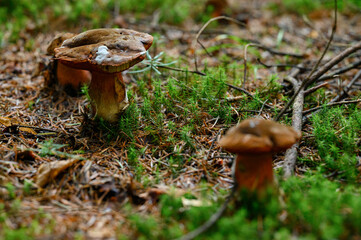 Two poisonous mushrooms grow in the forest next to each other.