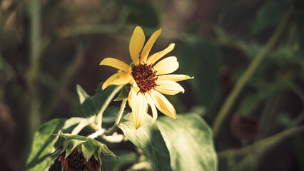 Yellow sun flower, small flower in sunlight