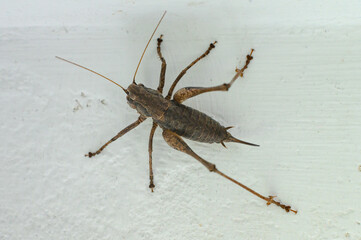 Tettigoniidae with a sharp tail on a wall in a house
