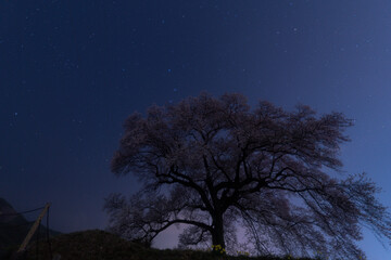 Fototapeta na wymiar わに塚の一本桜と星空