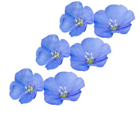 Fototapeta na wymiar flax flowers or Linum usitatissimum isolated on a white background . Top view, flat lay