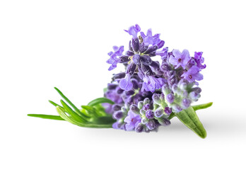 Lavender flowers isolated on white background  