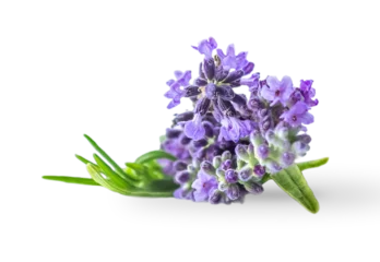 Foto op Canvas Lavender flowers isolated on white background   © PanArt