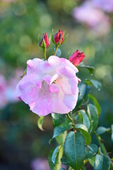 Obraz premium pink rose bush