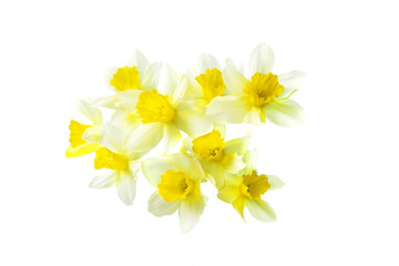Naklejka na ściany i meble yellow daffodil isolated on a white background