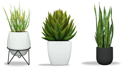 3D realistic vector icon illustration potted plants for the interior.Use as Indoor Plants for interior. Isolated on white background.3D Rendering.