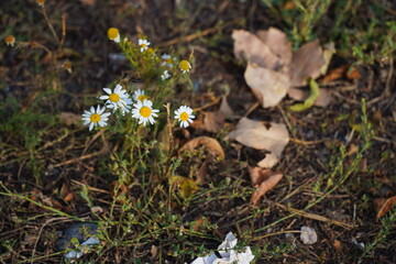 Several stems of daisies grow in mountainous areas.