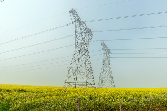 Power transmission route in a yellow canola field in fog