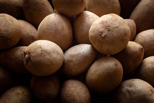 Manilkara zapota, commonly known as sapodilla in a bunch after harvesting