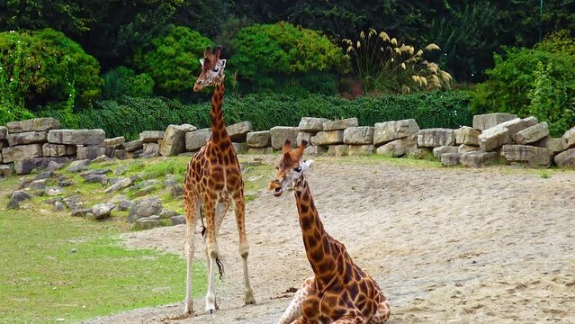Giraffes walk around the zoo in Ireland