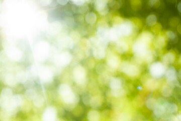 Abstract bokeh light, blurred green leaves background