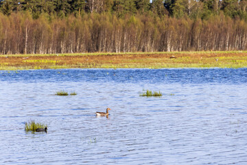 Lakeshore by a forest with birds in the water