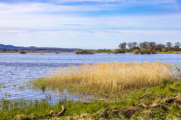 Wetland with a reedbed in the spring