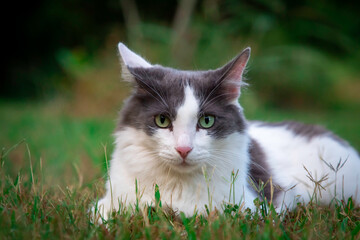 A cat posing on the grass