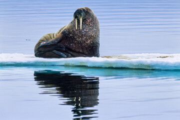 Melting ice floes with a walrus in the arctic © Lars Johansson