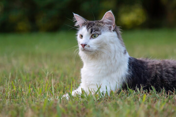 Naklejka na ściany i meble A cat posing on the grass