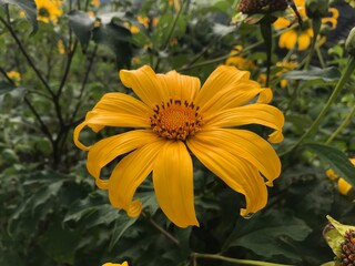yellow flower in the garden