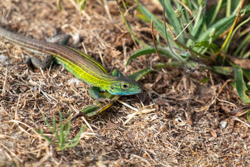 A prairie Race runner lizard