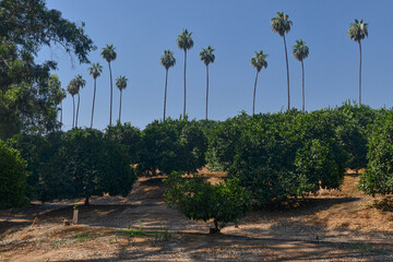 fruit trees and palms in California Citrus State Historic Park (Riverside, California, USA)	