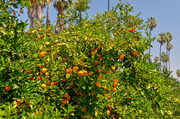 Fototapeta na wymiar ripe clementines on the trees in California Citrus State Historic Park (Riverside, California, USA)