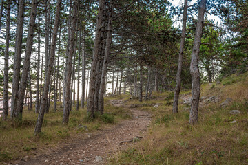 path in the forest