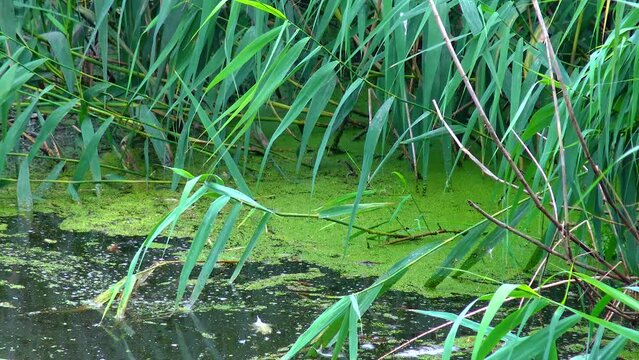 Lake with green plants and duckweed