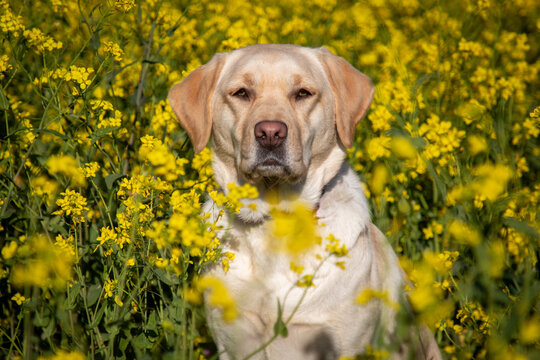 A Yellow Labrador retriever in a field of flowers