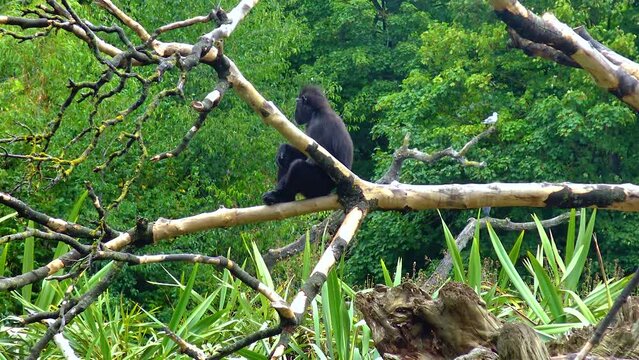 Black chimpanzee with a cub in the zoo sits on a branch bonobo view
