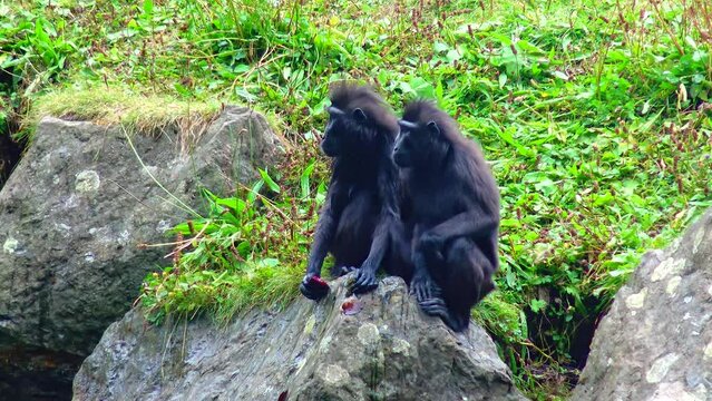 Black chimpanzee with a cub in the zoo sits on a branch bonobo view