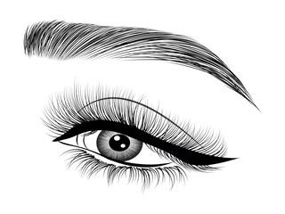 Fototapeta premium Single Hand Drawn Eyelash & Brow on white background