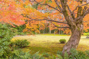 京都嵯峨野　 大河内山荘庭園の紅葉

