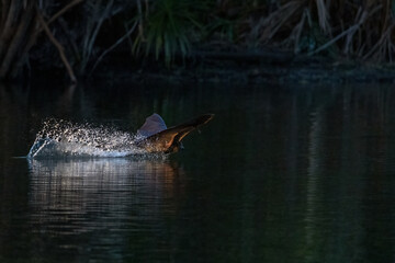 A Grey-headed flying-fox, Pteropus poliocephalus, leaves a trail of splashing water behind it while skimming the surface of a pond in Centennial Park, Sydney, Australia.