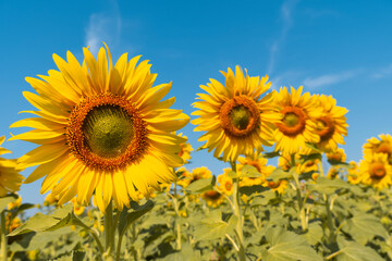 sunflower field in the blue sky