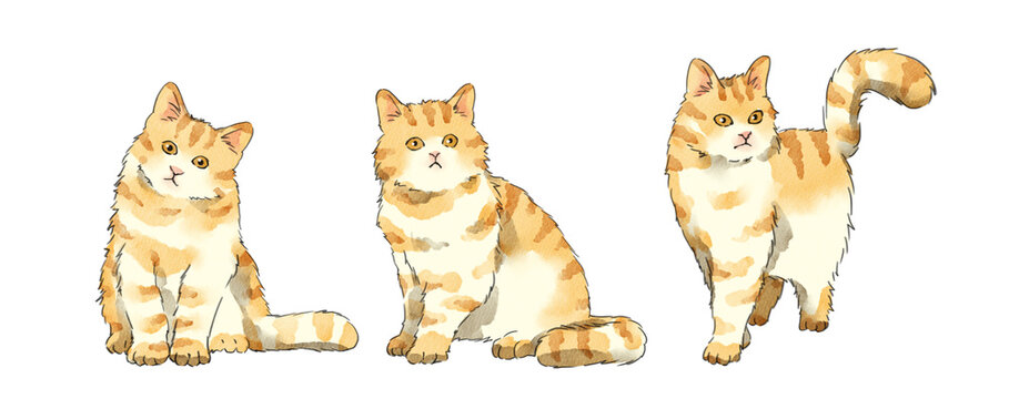 yellow Persian cats