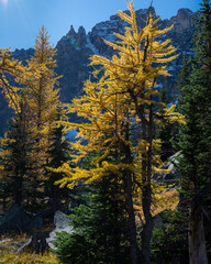 Bright yellow larch trees with snow-capped mountains in the background in Lake O’Hara, Yoho national Park, Canadian Rockies. Vertical format.