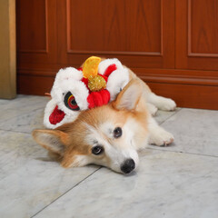 Happy Chinese New Year. A cute dog wearing Chinese new year lion dancing headgear. Dog breed is Welsh Corgi.