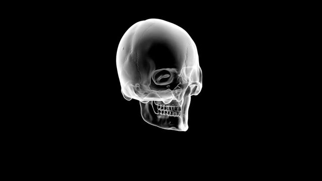 Human skull in x-ray
