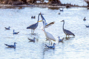 The beautiful egret in lake in Longfeng wetland of Daqing city, China.