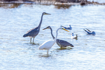 The beautiful egret in lake in Longfeng wetland of Daqing city, China.