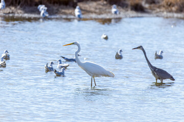 The beautiful egret in lake in Longfeng wetland of Daqing city, China.