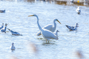 The beautiful egret in lake in Longfeng wetland of Daqing city, China.