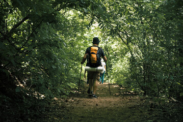 Hiker in the forest