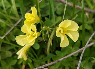Fototapeta premium Bermuda buttercup in the spring, oxalis pes-caprae, African wood-sorrel, , Bermuda sorrel, buttercup oxalis, Cape sorrel, English weed, goat's-foot, sourgrass, Half Moon Bay soursob flowers