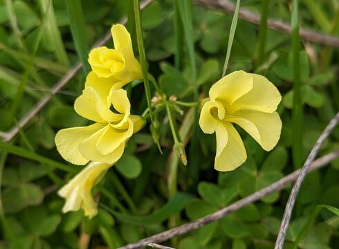 Bermuda buttercup in the spring, oxalis pes-caprae, African wood-sorrel, , Bermuda sorrel, buttercup oxalis, Cape sorrel, English weed, goat's-foot, sourgrass, Half Moon Bay soursob flowers