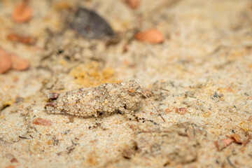 Image of a small brown cricket on the ground. Insect. Animal.