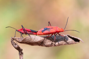Image of Red cotton bug (Dysdercus cingulatus) on the leaf on a natural background. Insect. Animal. Pyrrhocoridae.